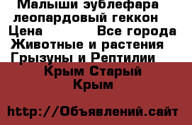 Малыши эублефара ( леопардовый геккон) › Цена ­ 1 500 - Все города Животные и растения » Грызуны и Рептилии   . Крым,Старый Крым